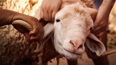 اعرف قيمتها.. 5 طرق ذكية لإعادة تدوير جلود الأضاحي في البيت