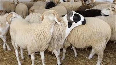 «الإفتاء» توضح آخر موعد لذبح الأضحية.. حتى غروب شمس 13 ذي الحجة