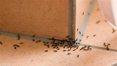 بدون مواد كيميائية.. حلول طبيعية فعالة لطرد النمل من منزلك