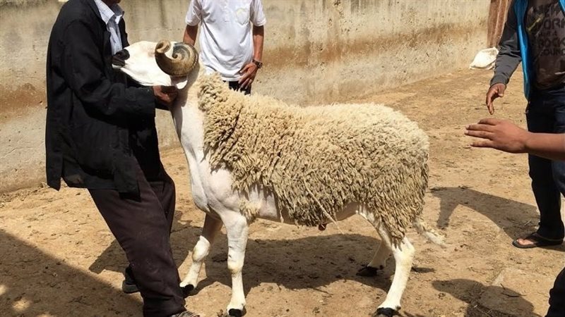 القارئ نيوز