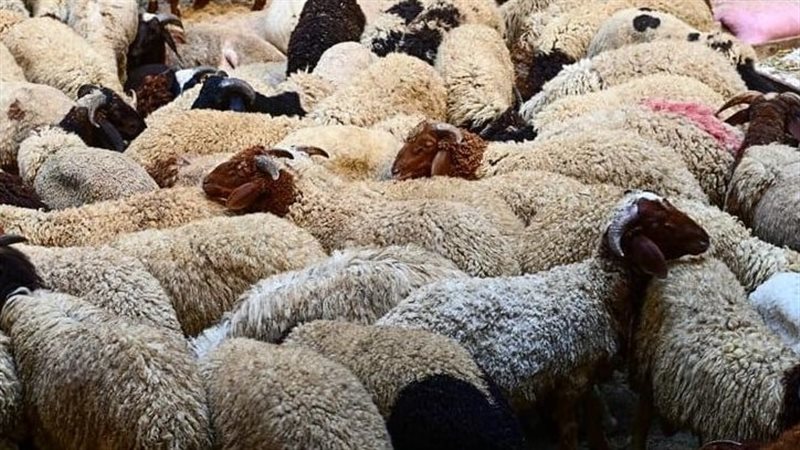 خروف العيد