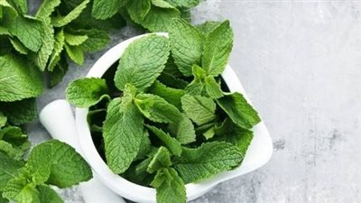 تناول «النعناع الأخضر».. مفيد أم مضر لمرضى ارتجاع المريء؟ 