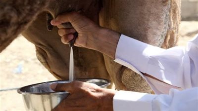 دراسة علمية: «حليب» الإبل يثبط التهابات الرئة ويقلل من نوبات الربو