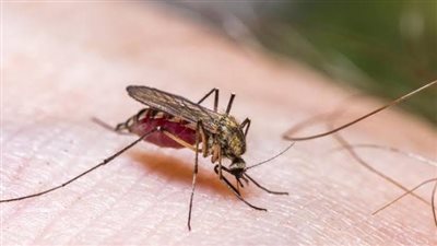 «شيكونجونيا» يهدد المسافرين إلى الصين.. تعرف على الفيروس وطرق الحماية