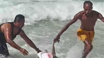 ذعر بين المصطافين بعد ظهور تمساح بشاطئ الإسكندرية