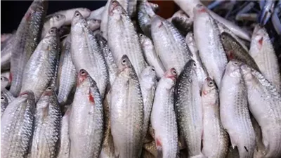 أسعار الأسماك والمأكولات البحرية اليوم الخميس 25 سبتمبر 2025