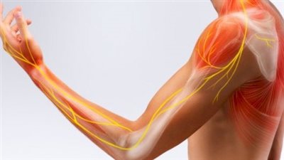 «سر الشباب الدائم».. غذاء غير متوقع يحافظ على العضلات ويمنع الزهايمر