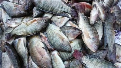 استقرار نسبي في أسعار الأسماك اليوم السبت