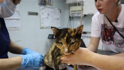 الأمن يضبط متهما بزعم علاج السكر عبر إيذاء الحيوانات