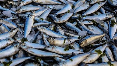 استقرار في سوق الجملة.. أسعار الأسماك اليوم الأربعاء