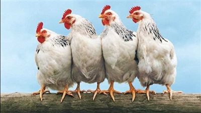  أسعار الفراخ في البورصة اليوم السبت 27 سبتمبر 2025