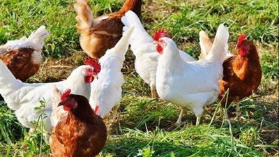 أسعار الدواجن تشهد ارتفاع جديد في الأسواق المصرية