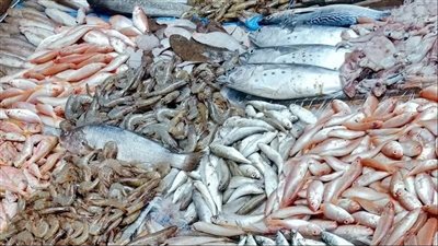 استقرار في سوق الأسماك اليوم الخميس 9 أكتوبر 2025