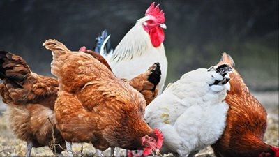 استقرار أسعار الدواجن اليوم الإثنين 27 أكتوبر 2025