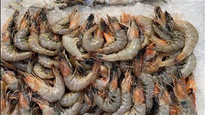 الجمبري يقترب من الألف جنيه.. أسعار الأسماك اليوم الثلاثاء 