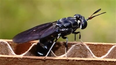 أمراض خطيرة تنقلها الحشرات أبرزها «ذبابة الرمل السوداء»