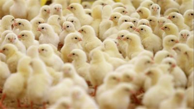 انخفاض أسعار الكتاكيت في 7 شركات اليوم الاثنين