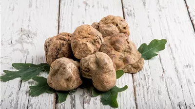 فوائد مذهلة ل«الكمأة» في موسمها.. كنز الصحراء المعزز للصحة