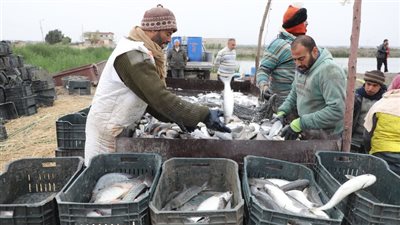 الشرقية تتألق في قطاع الإستزراع والإنتاج السمكي